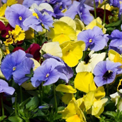 415 pro hardware garden annuals